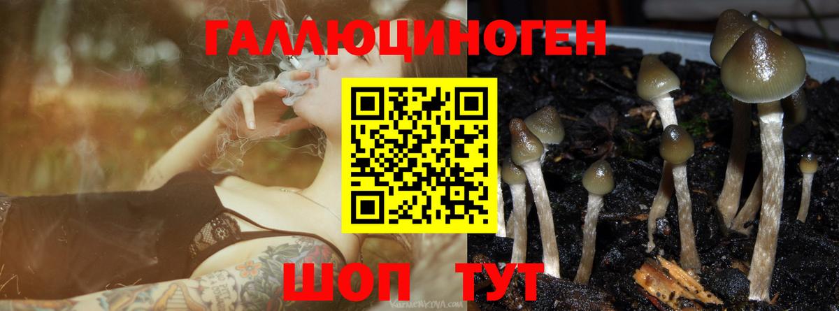Галлюциногенные грибы Psilocybe Строитель